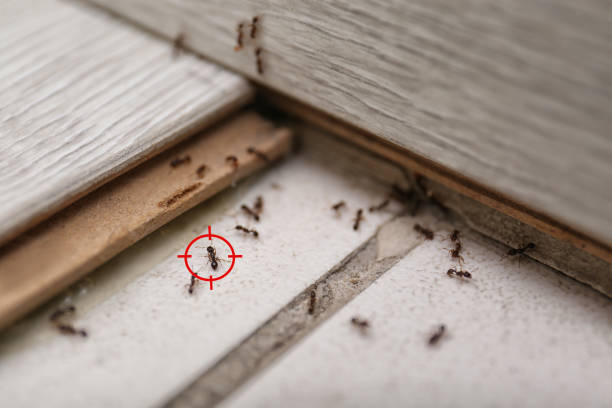 Best Wasp Removal Services  in Thornton, IL