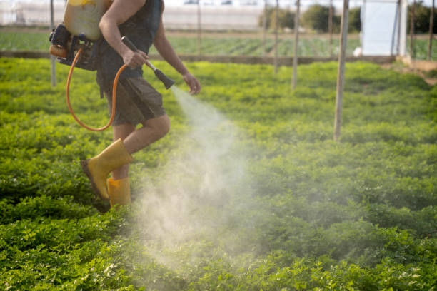 Best Emergency Pest Control  in Thornton, IL