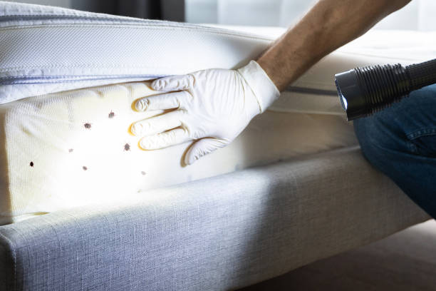 Best Flea Control Services  in Thornton, IL