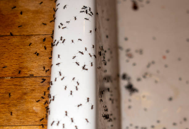 Best Ant Control Services  in Thornton, IL