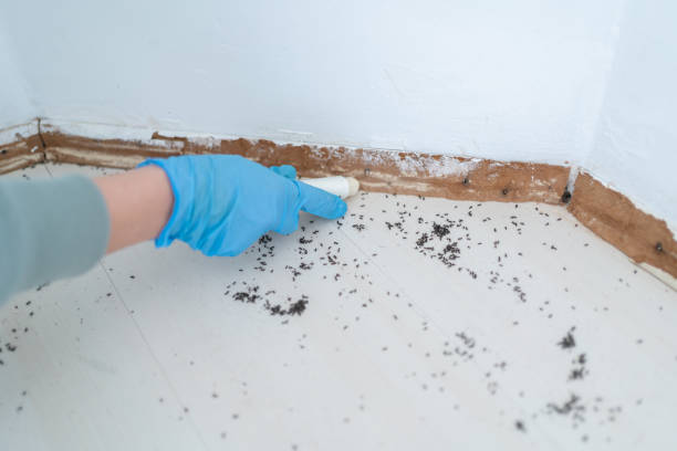 Reliable Thornton, IL Pest Control Solutions